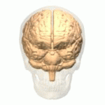 Angular-gyrus(角回).gif