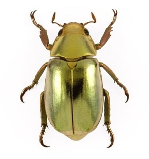 Scarab.jpg