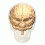 Supramarginal-gyrus(上縁回).gif